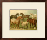 Buy Horse Breeds II at AllPosters.com