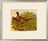 Buy Faisanes at AllPosters.com