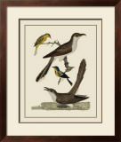 Buy Bird Family VI at AllPosters.com
