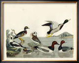 Buy Duck Family II at AllPosters.com