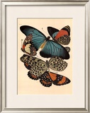 Buy Butterflies I at AllPosters.com