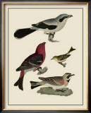 Buy Bird Family II at AllPosters.com