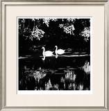 Swans