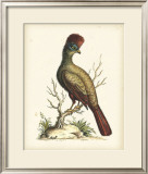 Regal Pheasants IV