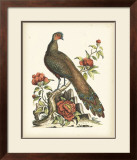 Regal Pheasants III