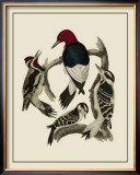 Buy Bird Family III at AllPosters.com