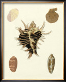 Buy Knorr Shells II at AllPosters.com