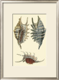 Classic Shells III