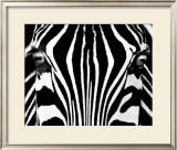 Black & White I (Zebra)