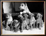 Yank Showing Off Her Litter