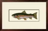 Buy Steelhead Trout at AllPosters.com