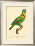 Buy Barraband Parrot No. 89 at AllPosters.com