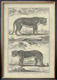 Panther and Leopard