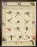 Dragonfly Manuscript II