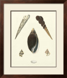 Buy Knorr Shells VI at AllPosters.com