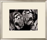 Sleeping Tigers