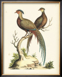 Regal Pheasants II