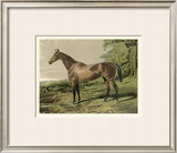 Buy Cassell's Horse IV at AllPosters.com
