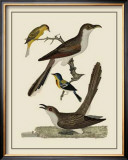 Buy Bird Family VI at AllPosters.com