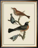 Buy Bird Family I at AllPosters.com