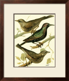 Buy Domestic Bird Family IV at AllPosters.com
