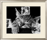 Buy Kool Kat II at AllPosters.com