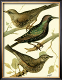 Buy Domestic Bird Family IV at AllPosters.com