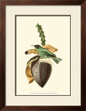 Buy Exotic Birds VIII at AllPosters.com