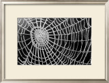 Buy Spider Web Sparkle at AllPosters.com