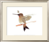 Buy Hummingbird at AllPosters.com