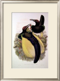 Gould Bird of Paradise IV