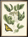 Buy Butterfly and Botanical II at AllPosters.com