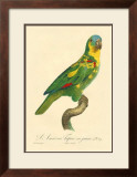 Buy Barraband Parrot No. 89 at AllPosters.com