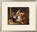 Buy Curious Spectator at AllPosters.com