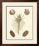 Buy Knorr Shells I at AllPosters.com