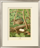 Whippoorwill