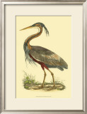 Buy Purple Heron at AllPosters.com