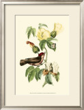Buy Exotic Birds I at AllPosters.com