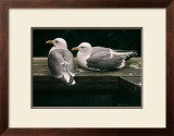 Buy Gulls Resting at AllPosters.com