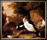 Buy Wild Ducks at AllPosters.com