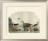 Buy Duck Family I at AllPosters.com