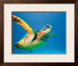 Buy Green Sea Turtle at AllPosters.com