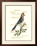Buy Traditional Shaw Bird I at AllPosters.com