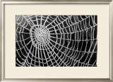 Spider Web Sparkle