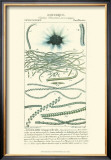 Buy Turpin Botany IV at AllPosters.com