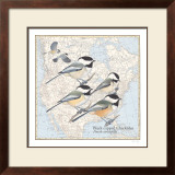 Black Capped Chickadee