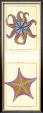 Buy Sea Jewels at AllPosters.com