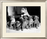 Yank Showing Off Her Litter