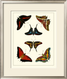 Buy Butterflies II at AllPosters.com