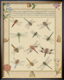 Dragonfly Manuscript I